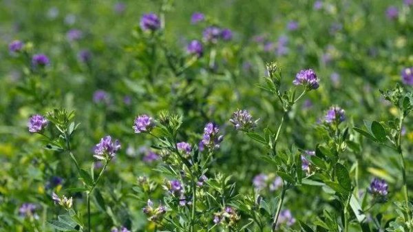 鹅喜欢吃什么草图片