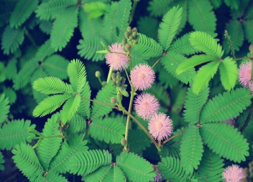 含羞草生长在什么地方