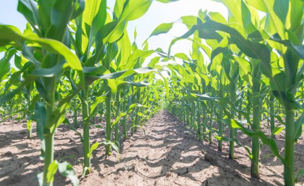 种玉米施肥用什么肥料好