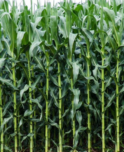 种玉米施肥用什么肥料好