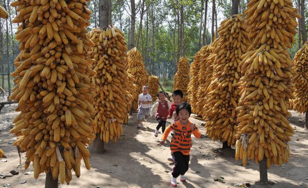 种玉米施肥用什么肥料好