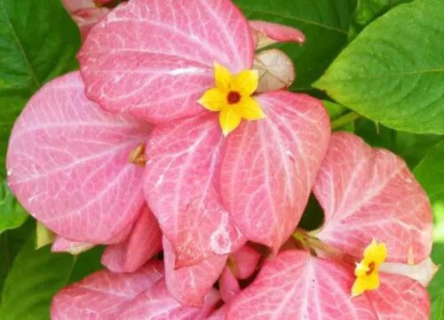 粉纸扇的花语是什么寓意