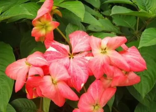 粉纸扇的花语是什么寓意