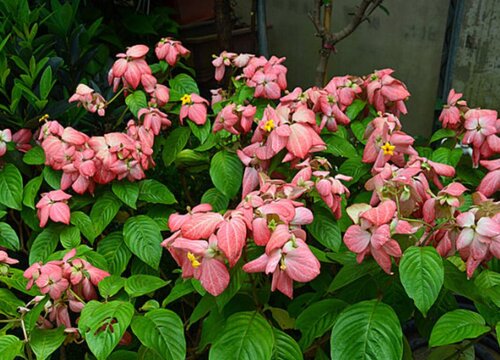 粉纸扇的花语是什么寓意