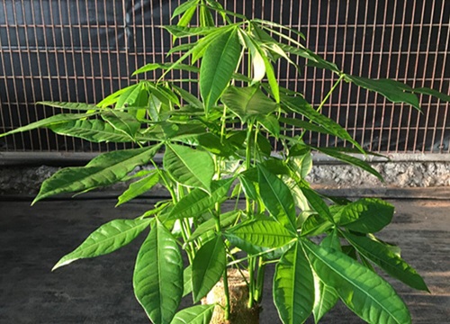 摇钱树叶子下垂怎么办