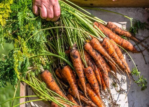 胡萝卜种植时间和方法