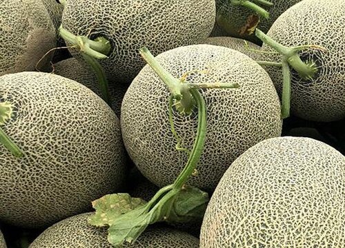 吐鲁番盛产什么水果有名