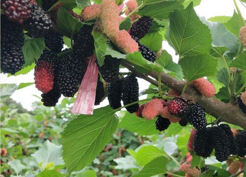 吐鲁番盛产什么水果有名