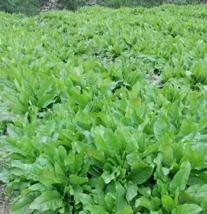 适合懒人种植的经济作物