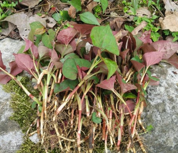 适合懒人种植的经济作物