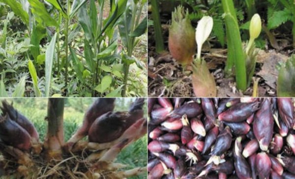 适合懒人种植的经济作物