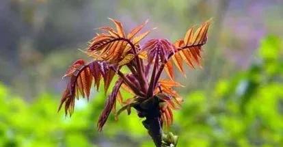 适合懒人种植的经济作物