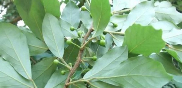 适合懒人种植的经济作物