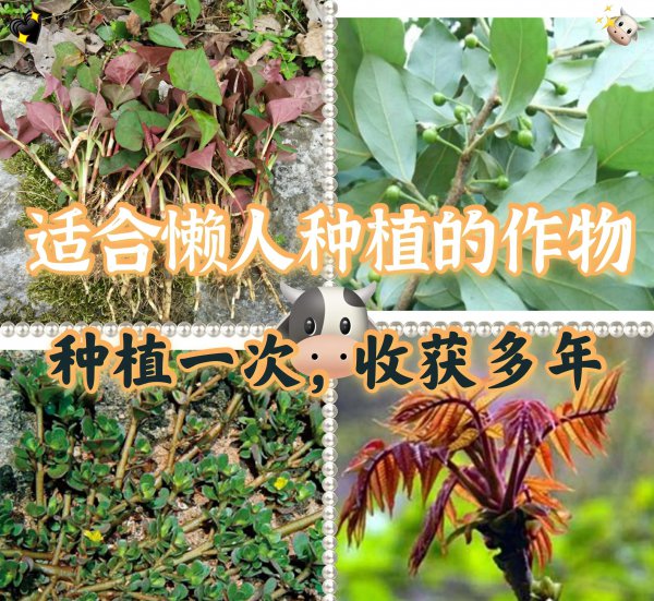 适合懒人种植的经济作物