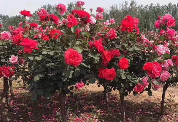 树状月季是用什么树桩嫁接的