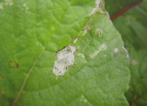 萝卜炭疽病的发病原因及治疗方法