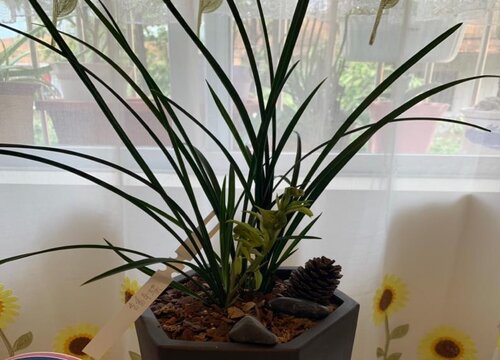 兰花换盆前后如何养护新芽冒不停