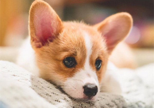 柯基对你示好的动作有哪些