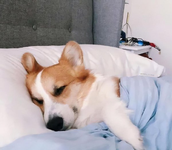 柯基对你示好的动作有哪些