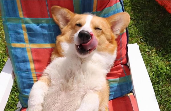 柯基对你示好的动作有哪些