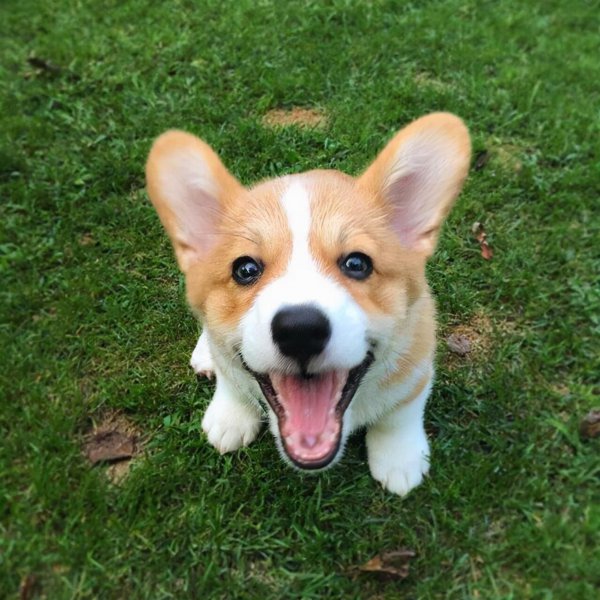 柯基对你示好的动作有哪些