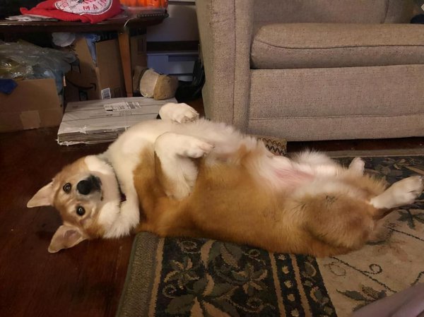 柯基对你示好的动作有哪些