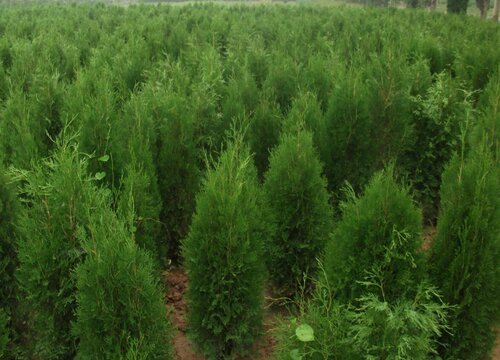 侧柏的花语是什么