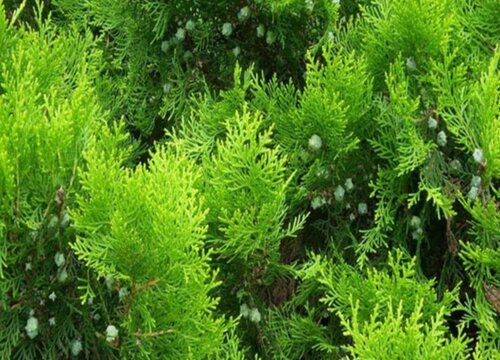 侧柏的花语是什么