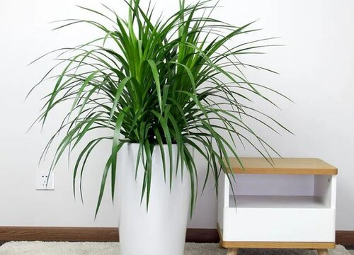 龙须树叶子有点发黄是什么原因