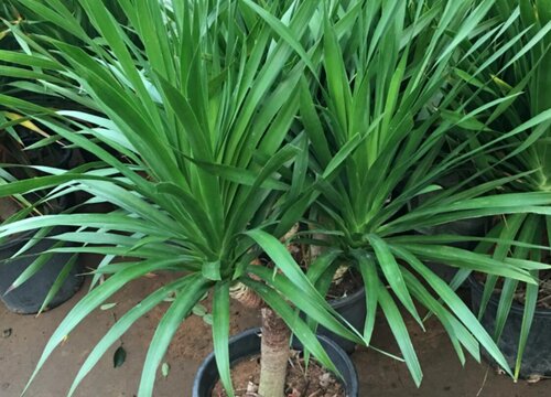 龙须树叶子有点发黄是什么原因