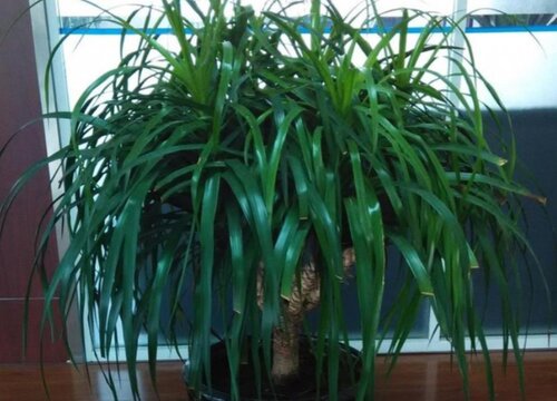 龙须树叶子有点发黄是什么原因