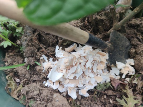 鸡蛋壳养花的正确使用方法