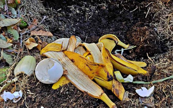 鸡蛋壳养花的正确使用方法