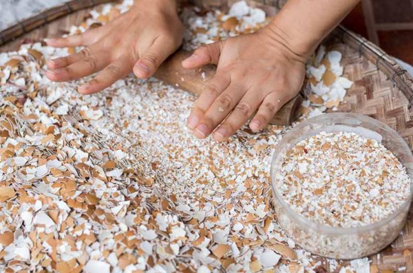 鸡蛋壳养花的正确使用方法