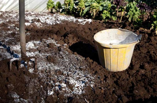 鸡蛋壳养花的正确使用方法