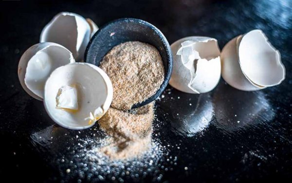 鸡蛋壳养花的正确使用方法