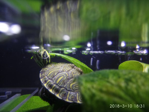 黄耳龟吃什么食物