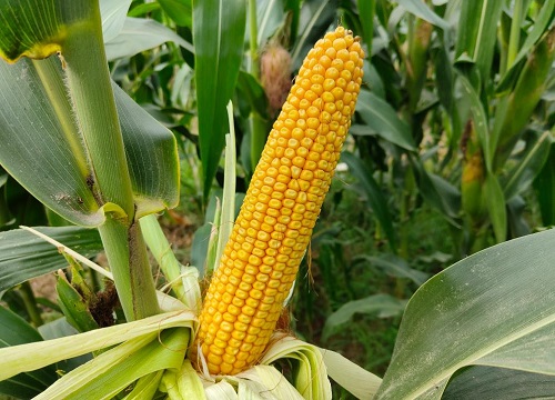 东单1775玉米种子简介