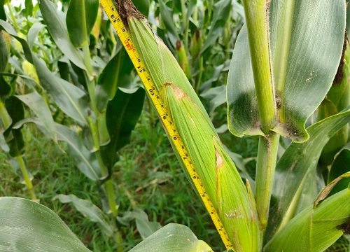 东单1775玉米种子简介