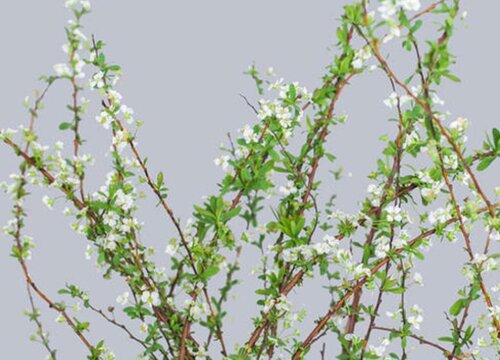 雪柳放家里有忌讳吗