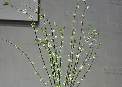 雪柳放家里有忌讳吗