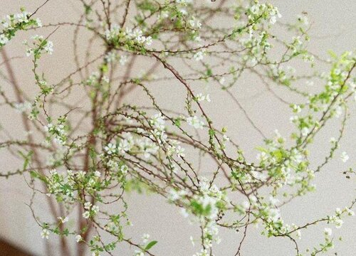 雪柳放家里有忌讳吗