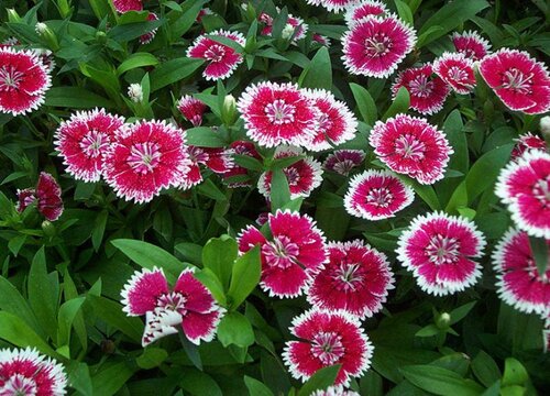 石竹开花后怎么处理