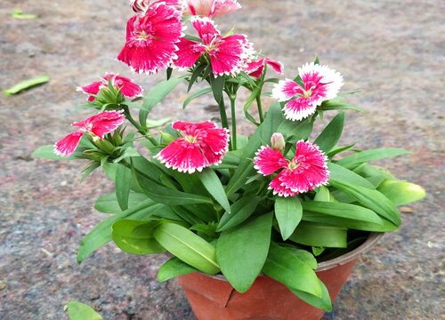 石竹开花后怎么处理