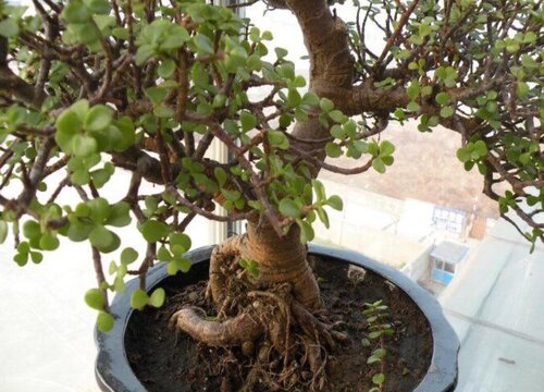 金枝玉叶和马齿苋树的区别