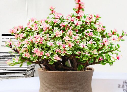 金枝玉叶和马齿苋树的区别