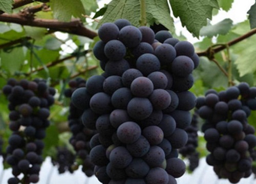 黑葡萄有哪些品种