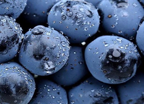 黑葡萄有哪些品种