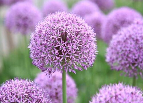 大花葱花期是什么时候