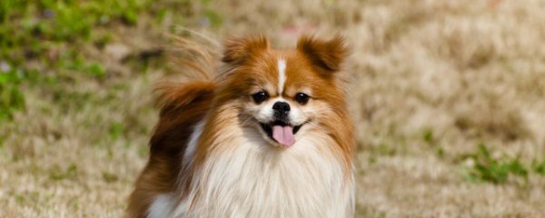 夏季狗狗吃什么解暑